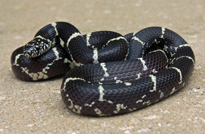 King Of The Snakes | Irvine Nature Center