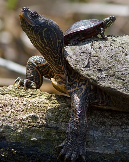 A Lifetime Commitment: Turtles as Pets - Irvine Nature Center