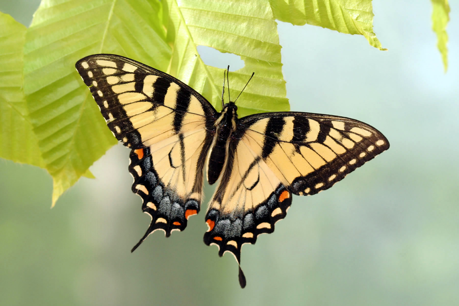 Preparing for Pollinators! - Irvine Nature Center