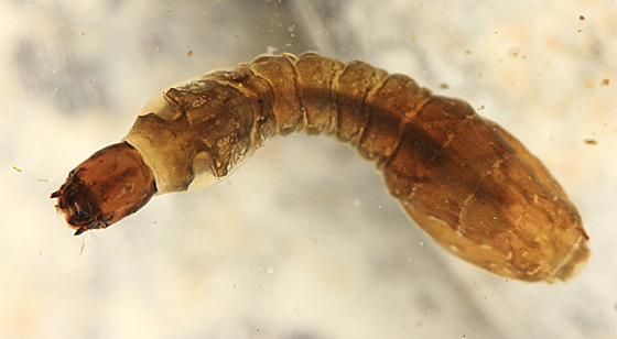 blackfly larvae | Irvine Nature Center