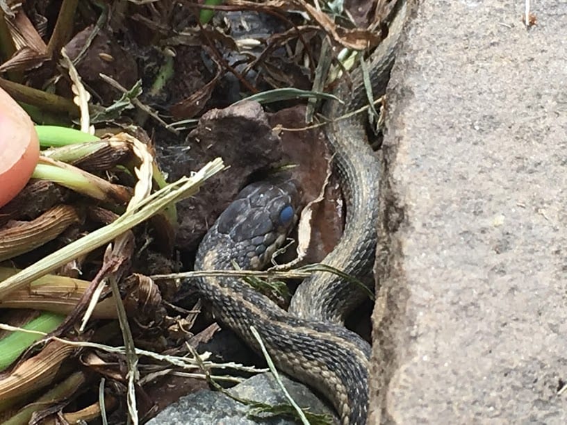 Snake blue eyes | Irvine Nature Center