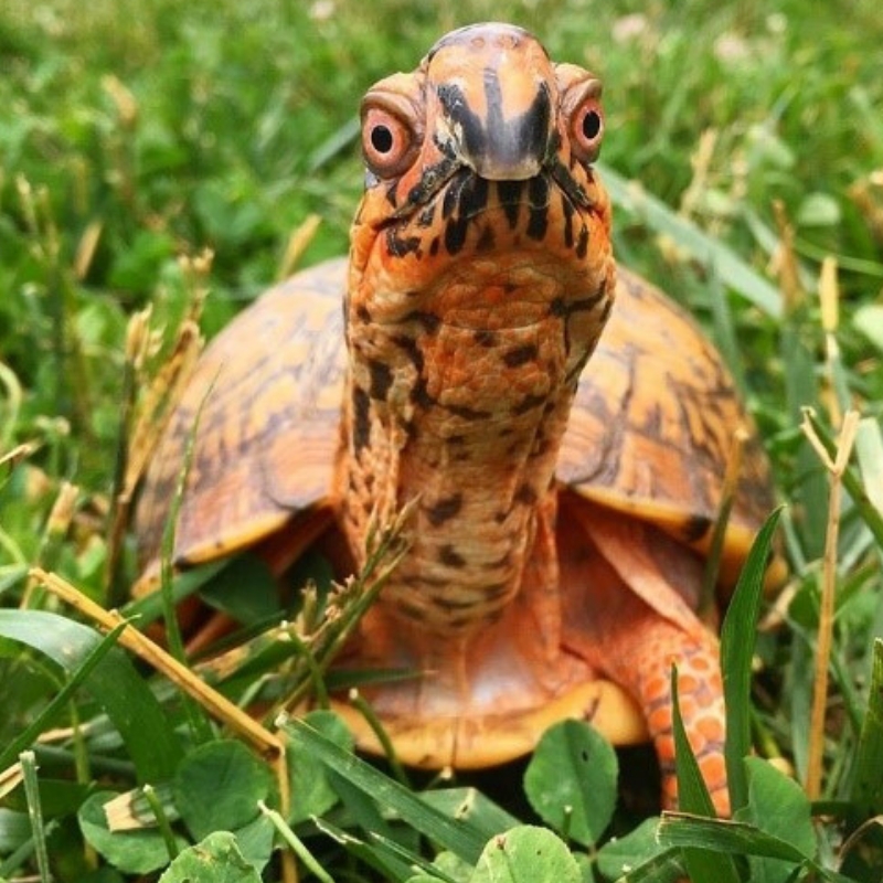 Day-Off Camps - Irvine Nature Center