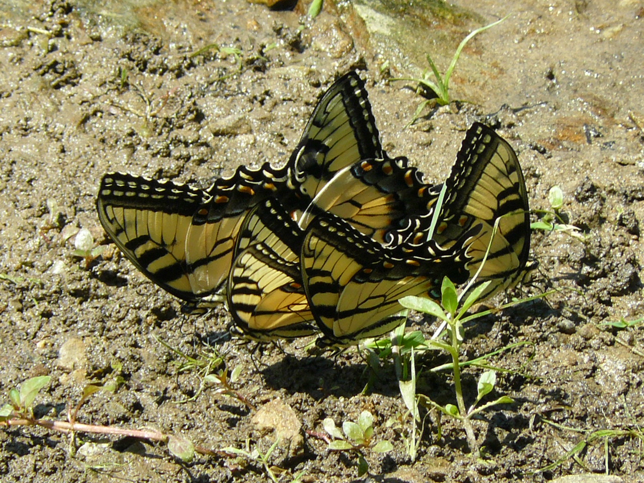 Lepidoptera 101 - Irvine Nature Center