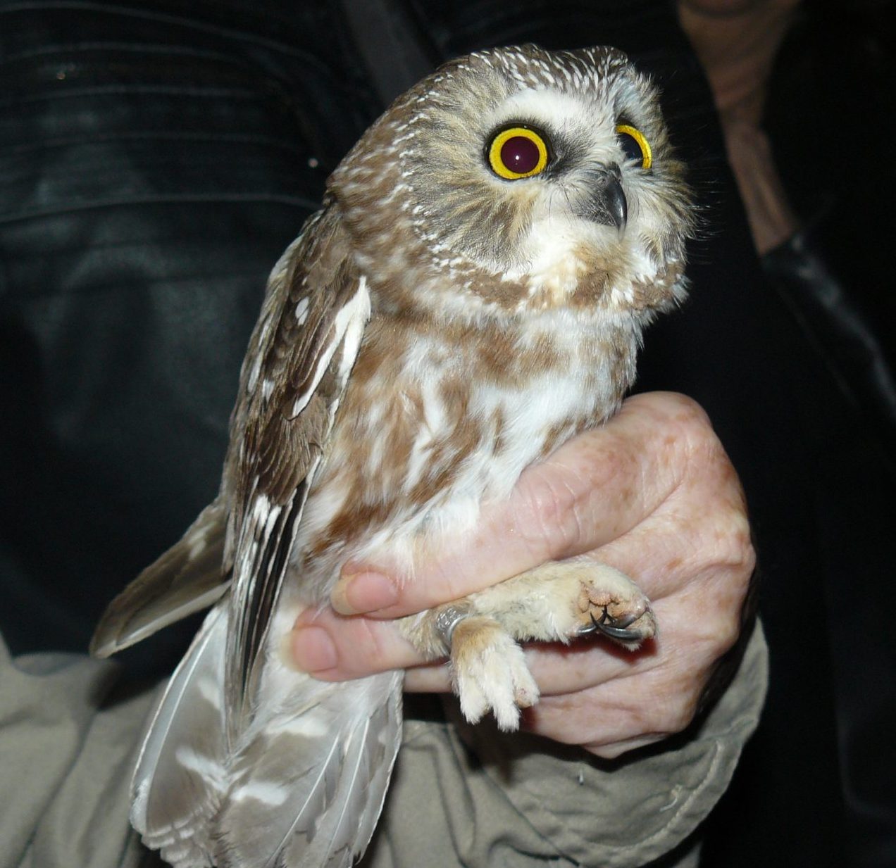 Capture-Mark-Release-Recapture - Irvine Nature Center